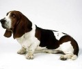 巴吉度犬价格行情汇总