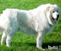 大白熊犬价格行情，多少钱一只？