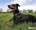 杜宾犬价格行情？价钱差别要素有什么？