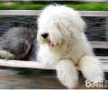 古代牧羊犬价格行情？多少钱一只？
