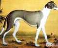 细犬幼犬喂养常见问题