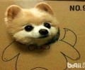 网红狗狗俊介犬多少钱一只？