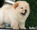 松狮多少钱一只？选购松狮应当注意什么？