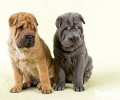 沙皮犬喂养留意的七个事宜