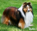 喜乐蒂德牧犬的优势