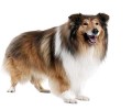 英国德牧犬性格特征分析