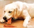 狗粮怎么选，选择犬粮要注意什么？