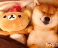 柴犬智商如何，柴犬聪明吗？