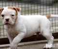 杜高犬性格详细介绍