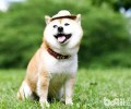 柴犬智商如何，柴犬聪明吗？