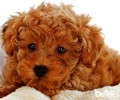 纯种泰迪犬多少钱一只？泰迪犬价格汇总