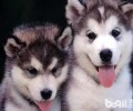 阿拉斯加犬和金毛的差别有什么？