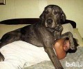 这种知名的巨型犬你了解几类？