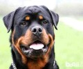 十大猛犬排名榜，你都了解有什么吗？