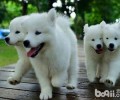 银狐犬和萨摩耶差别有什么？