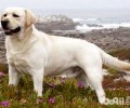 为什么不养拉布拉多犬？拉不拉多犬的四大缺陷