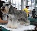 雪纳瑞造型全集，雪纳瑞造型详细介绍
