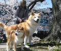 柴犬和秋田犬的差别有什么？