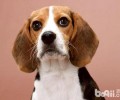 比熊犬多少钱一只？如何喂养比熊犬？