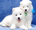 萨摩耶幼犬多少钱一只？萨摩耶幼犬如何喂养