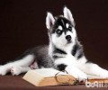 哈士奇幼犬多少钱一只？哈士奇幼犬如何喂养？