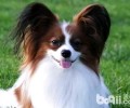蝴蝶犬多少钱一只？蝴蝶犬如何喂养？