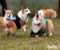 危害柯基犬价格的缘故有什么？