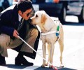 导盲犬小q是啥狗