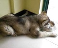 阿拉斯加犬雪橇犬吃什么食物