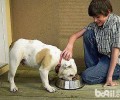 你不可不知道的宠物犬喂养专业知识