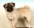 八哥犬多少钱一只？八哥犬如何选择？