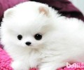 博美犬怎么养？博美犬喂养常见问题