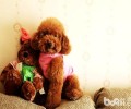 泰迪犬怎么养？泰迪幼犬饲养方式