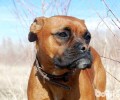 拳狮犬要多少钱