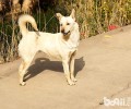 中华田园犬要多少钱