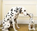 斑点狗多少钱一只？如何选择非纯种的斑点狗？