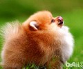 养博美犬常见问题