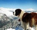 圣伯纳犬多少钱一只？