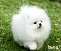 一只小博美犬要多少钱？如何喂养？