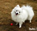 博美犬多少钱一只？纯种博美犬多少钱一只？