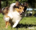 喜乐蒂德牧犬应当如何喂养?