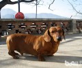 腊肠犬喂养常见问题