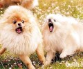 狗狗打架的缘故？为何小狗会打架斗殴
