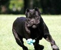 合适家里养的巨型犬都有哪些？