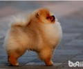 博美犬能吃啥？博美犬不能吃什么？