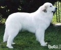 大白熊犬缺陷都有哪些？