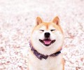 柴犬性格特性都有哪些？柴犬性格详细介绍