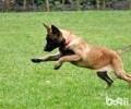 丹麦玛利诺犬特点详细介绍