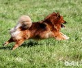 博美犬缺点？博美犬缺点都有哪些