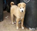 你了解领养狗狗都需要什么标准吗？